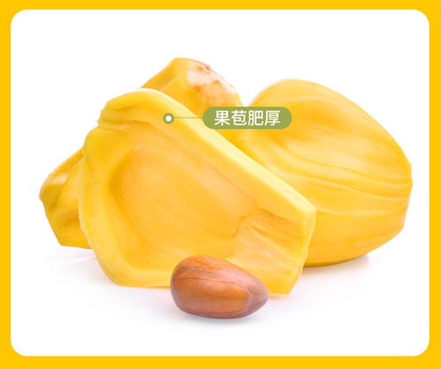 海南热带黄肉菠萝蜜 甜蜜自然的馈赠