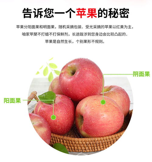 精品陕西红富士苹果 自然的甜美，新鲜直供